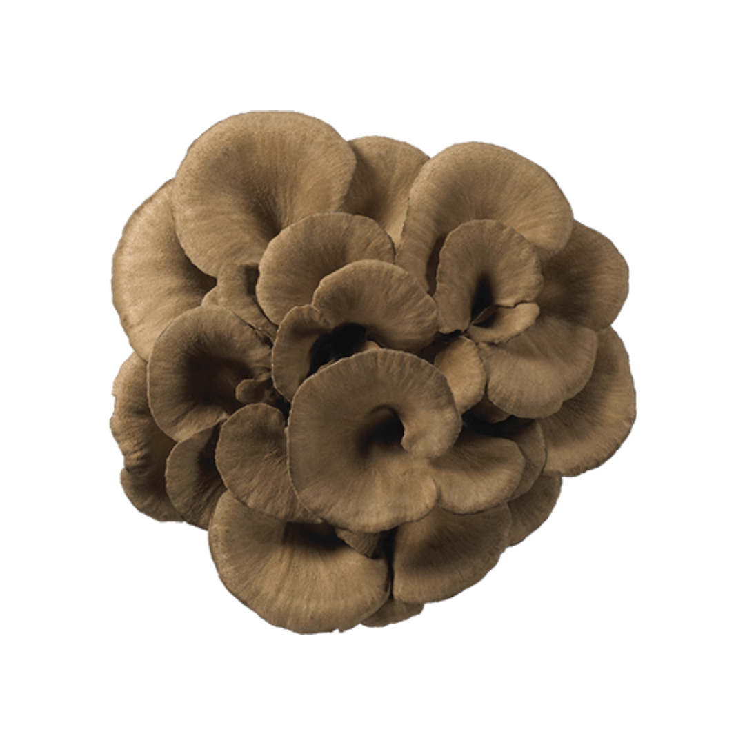 Fresh Maitake Hen of The Woods Alma Gourmet