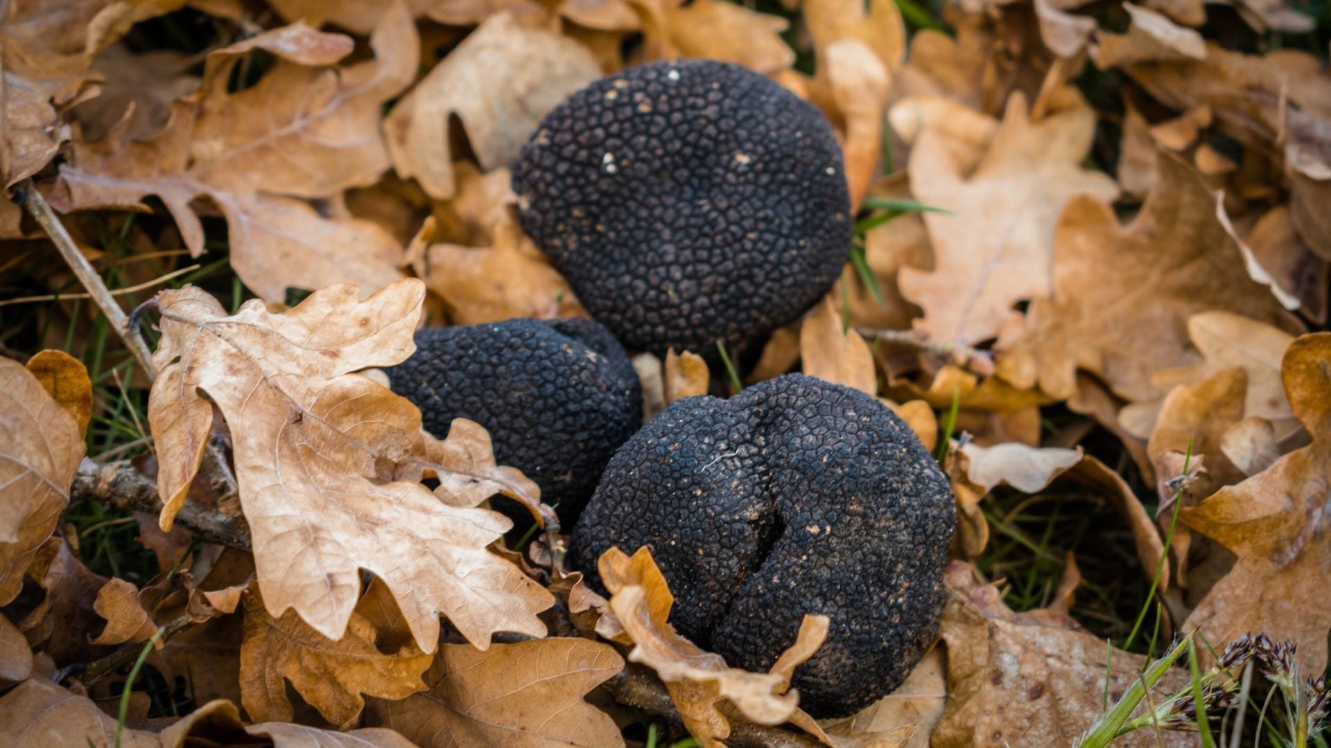 Truffle GROWING TRUFFLES : 10 TIPS FOR A SUCCESSFUL TRUFFLE FARMING