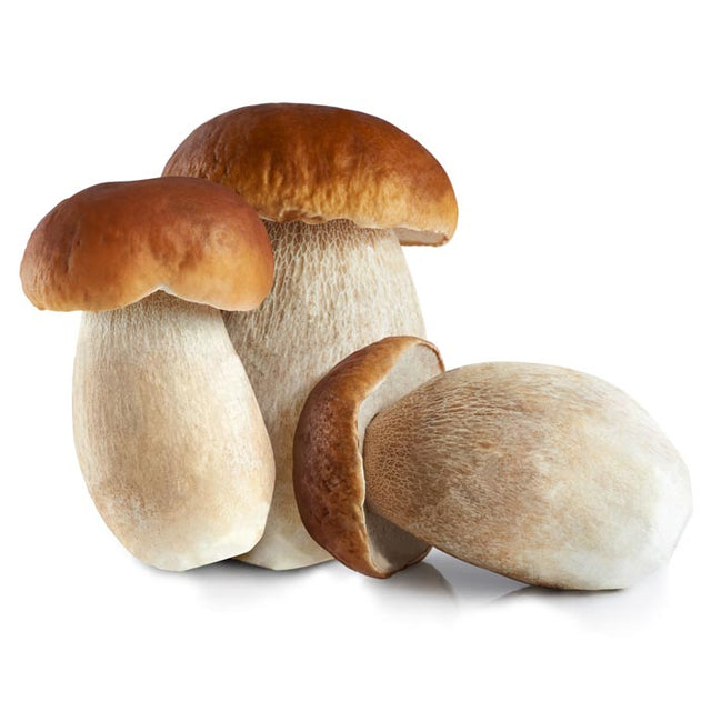 Fresh Porcini Mushrooms 1 Pound Alma Gourmet fresh-porcini-mushrooms-1-pound-alma-gourmet