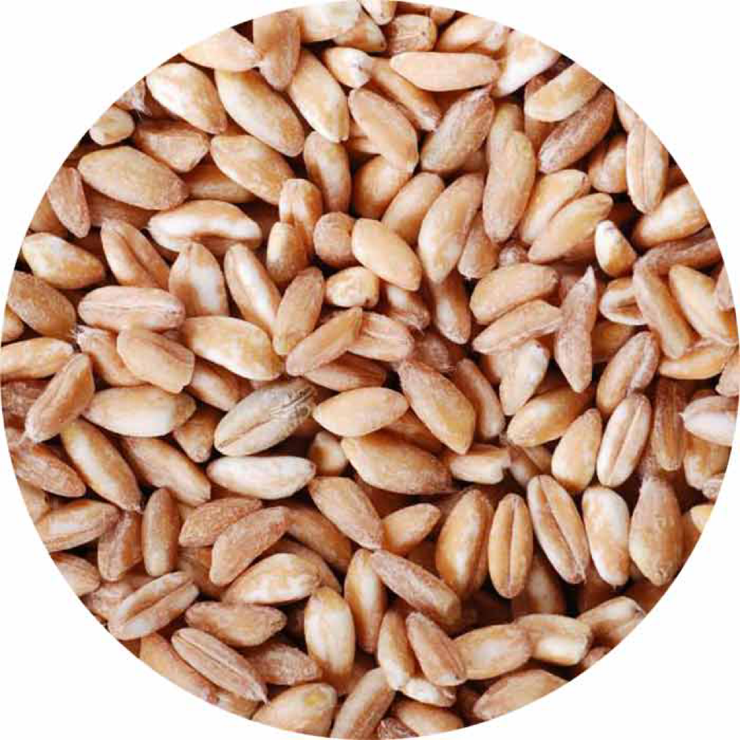 Farro Garfagnana Igp - buy Farro Online – Alma Gourmet